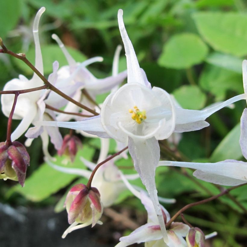 Epimedium youngianum Niveum - Fleur des elfes (Floraison)