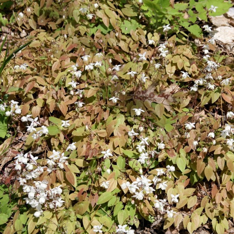 Epimedium youngianum Niveum - Fleur des elfes (Port)
