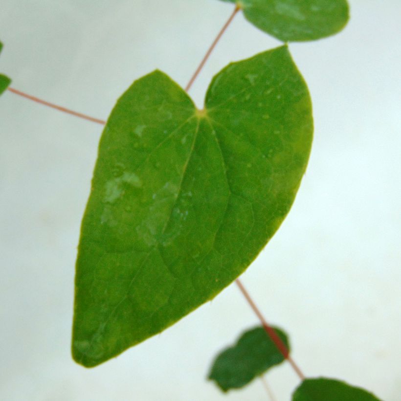 Epimedium youngianum Niveum - Fleur des elfes (Feuillage)