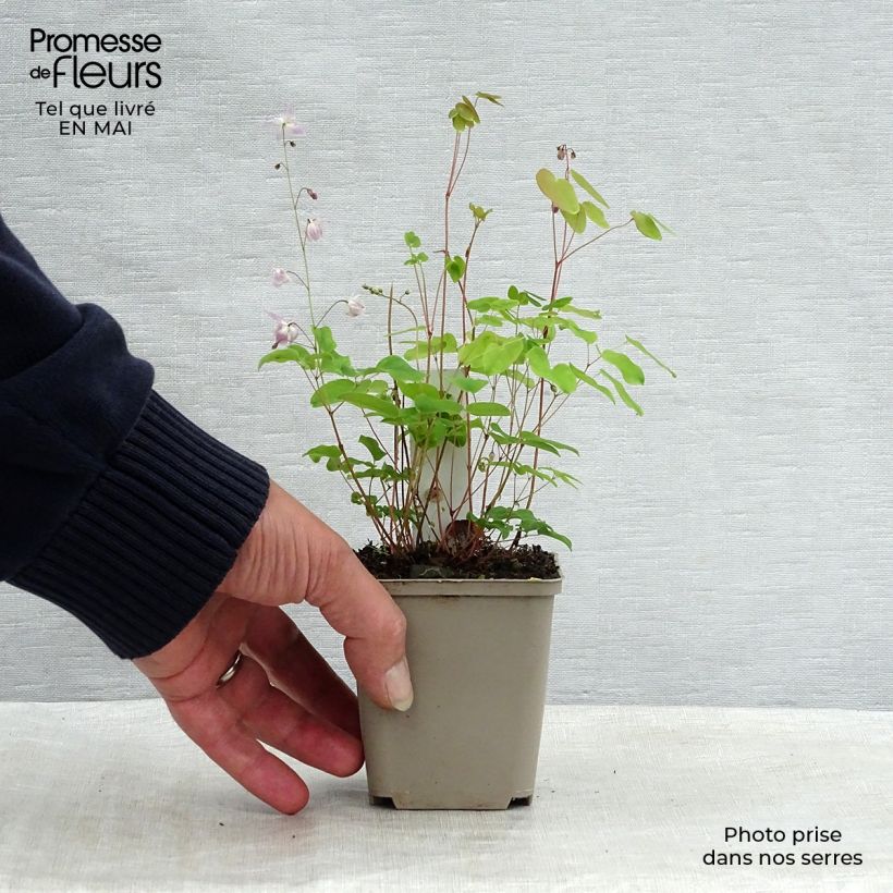 Spécimen de Epimedium youngianum Roseum, Fleur des elfes Godet de 9cm tel que livré au printemps