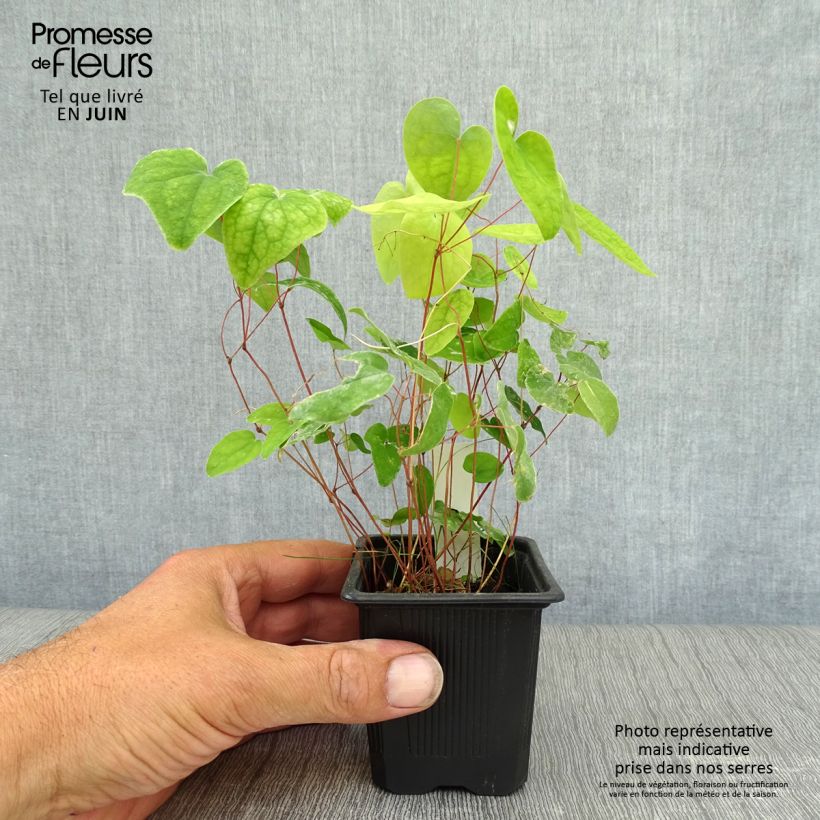 Spécimen de Epimedium youngianum Roseum, Fleur des elfes Godet de 8/9 cm tel que livré en été