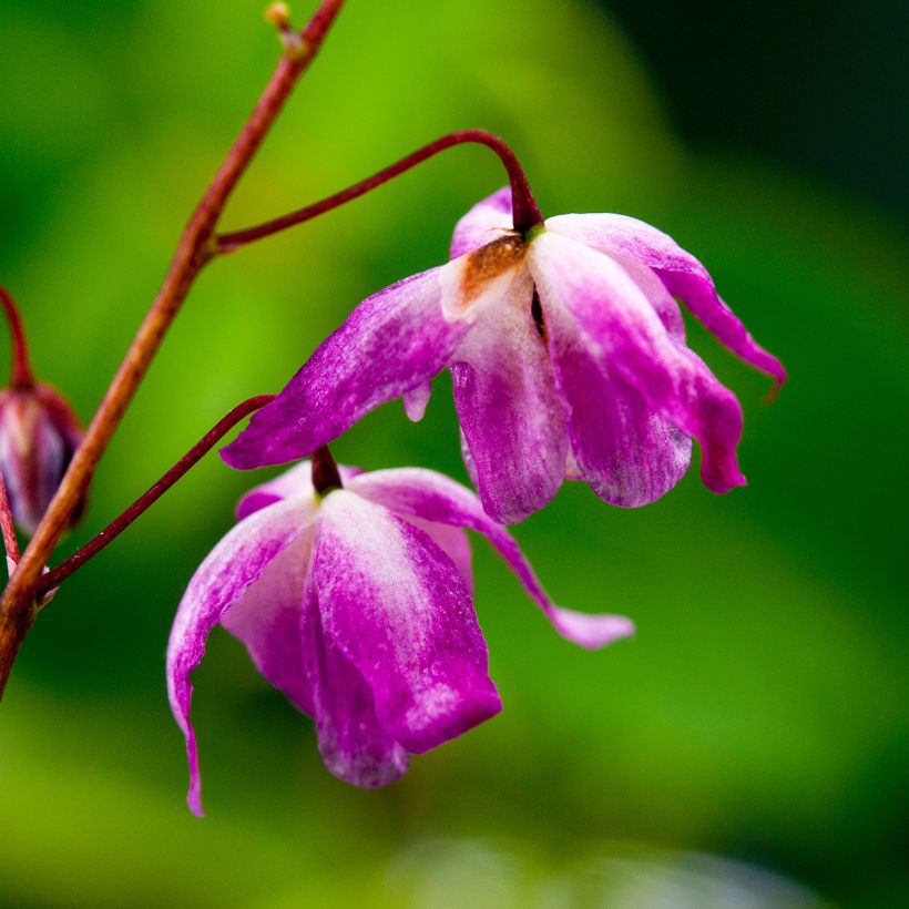 Epimedium youngianum Roseum, Fleur des elfes (Floraison)