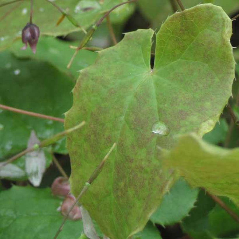 Epimedium hybride Pink Elf - Fleur des Elfes rose (Feuillage)