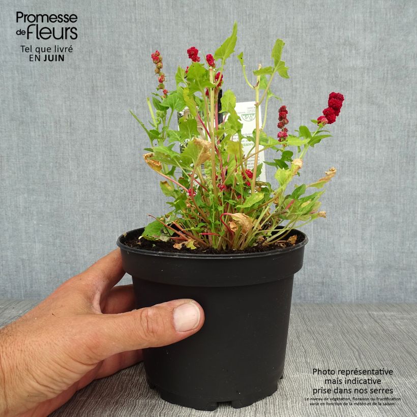 Spécimen de Epinard Fraise - Chenopodium capitatum Pot de 1,5L/2L tel que livré en été