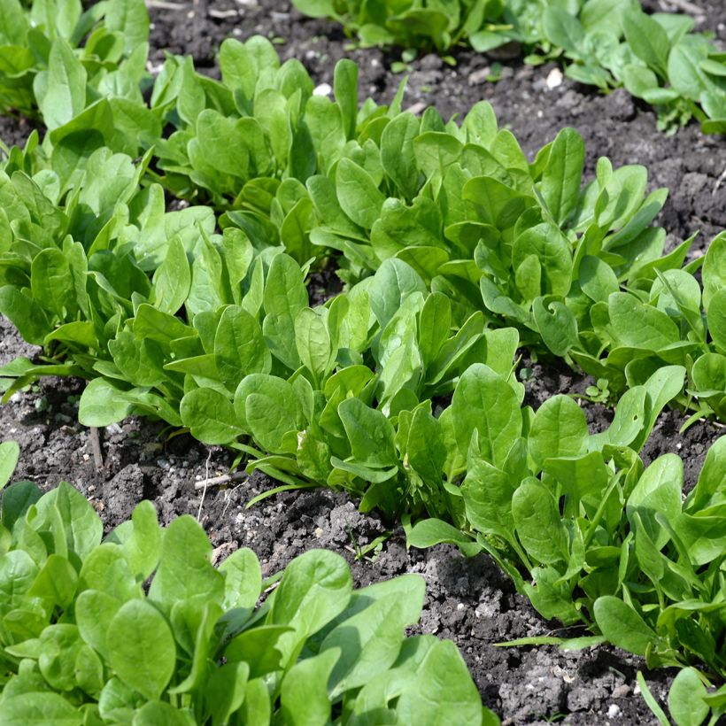 Epinard Matador Bio - Spinachia oleracea - Epinard Viking (Port)
