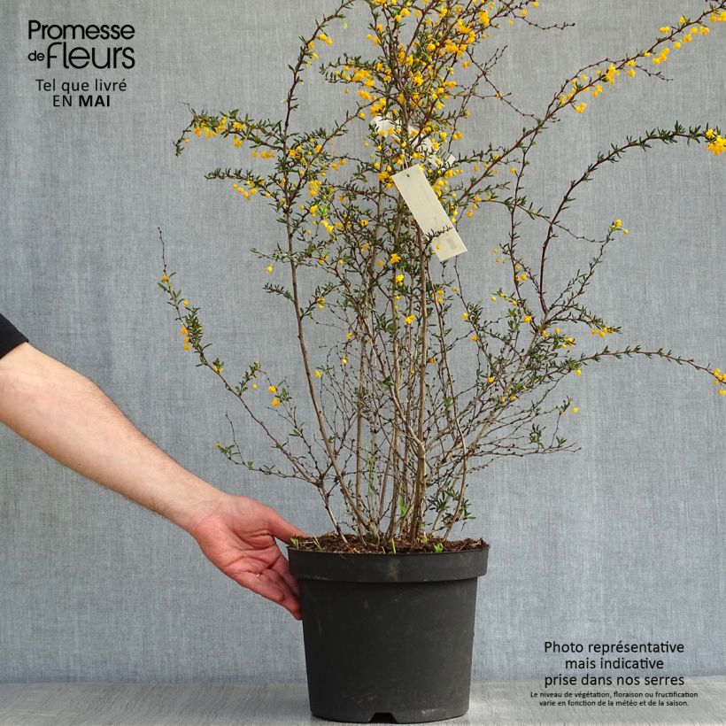 Spécimen de Berberis x stenophylla - Épine-vinette à feuilles étroites  Pot de 7,5L/10LHauteur livrée env. 60/80cm tel que livré au printemps