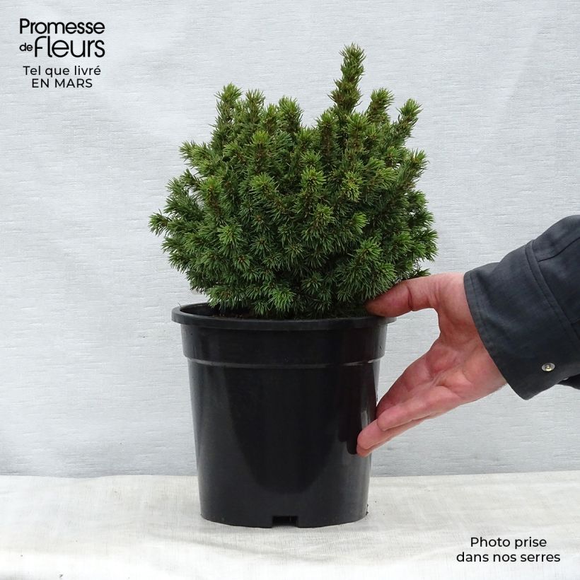 Spécimen de Epinette blanche - Picea glauca Alberta Globe   Pot de 2L/3L tel que livré au printemps