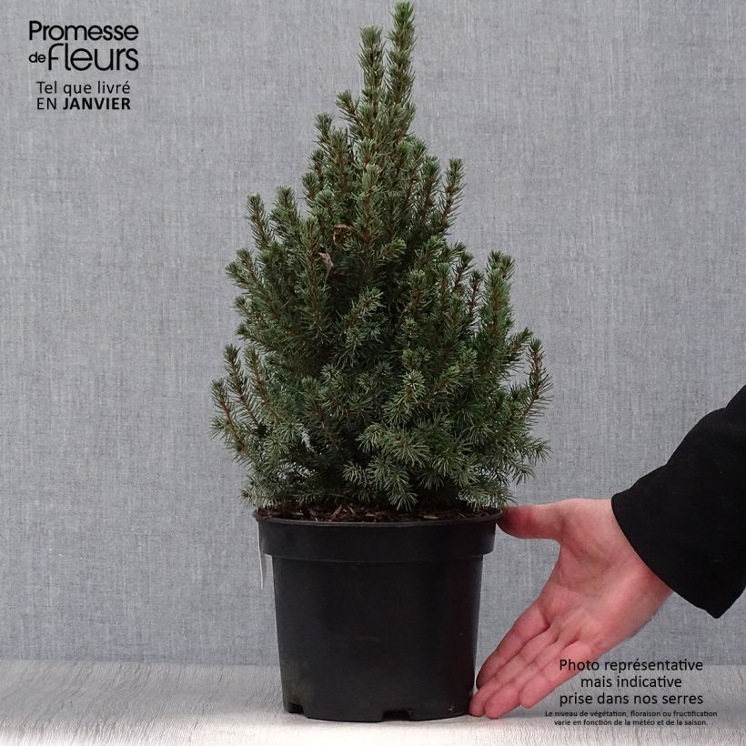 Spécimen de Epinette blanche - Picea glauca Conica Blue                         tel que livré en hiver