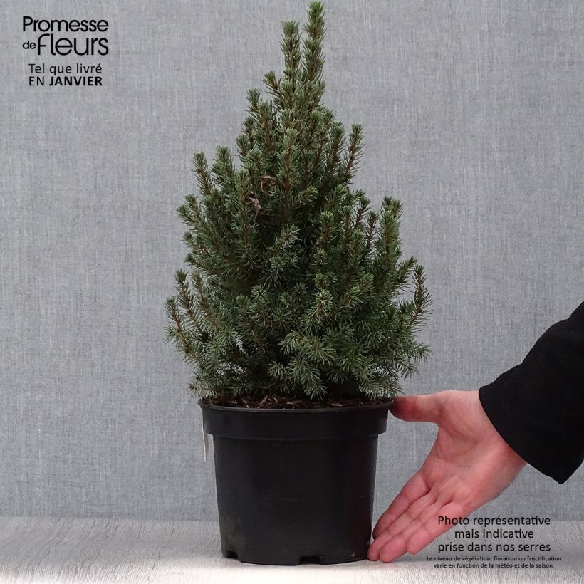Spécimen de Epinette blanche - Picea glauca Conica Blue                         Pot de 3L/4L tel que livré en hiver