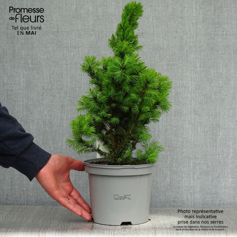 Spécimen de Epinette blanche - Picea glauca Conica en pot de 2/3L tel que livré au printemps
