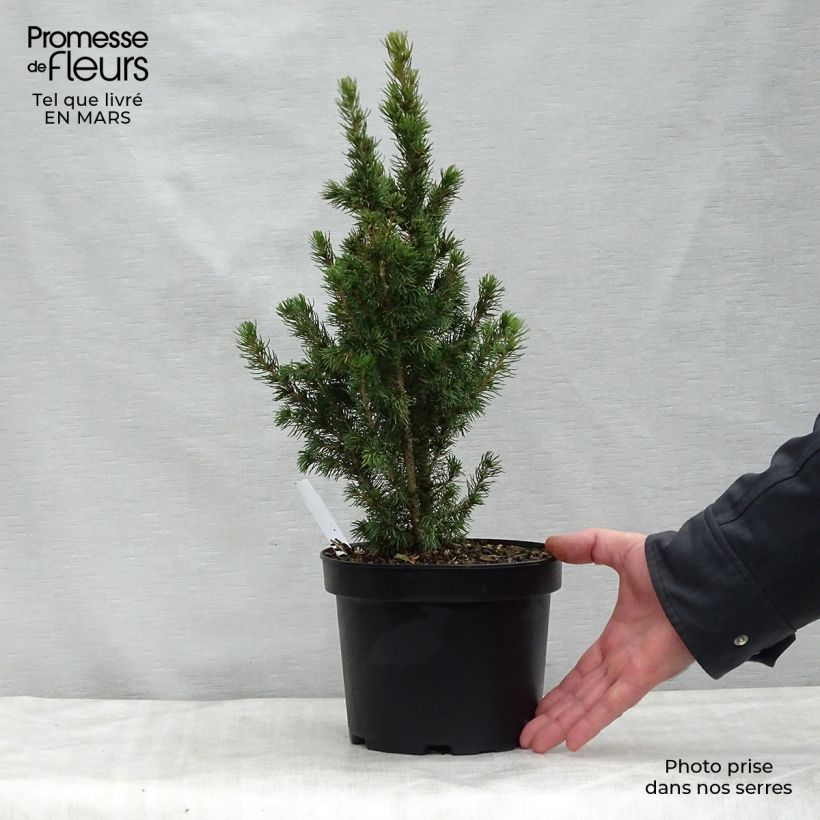 Spécimen de Epinette blanche - Picea glauca Daisy's White 30/40cm en pot de 2L tel que livré au printemps