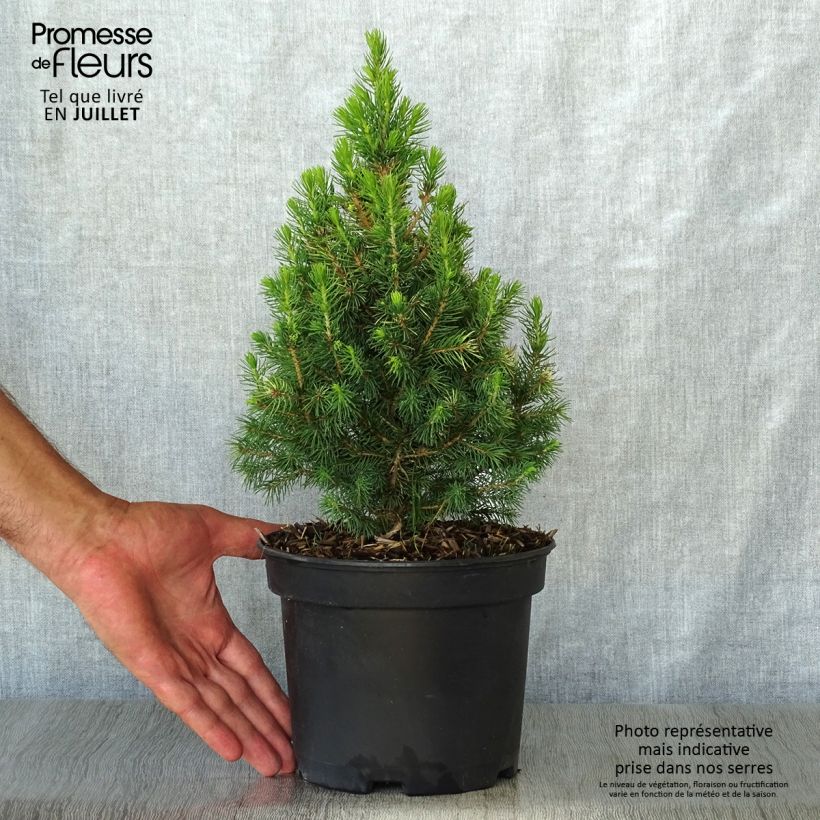 Spécimen de Epinette blanche - Picea glauca Daisy's White Pot de 2L/3L tel que livré en été