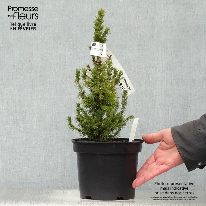 Spécimen de Epinette blanche - Picea glauca Daisy's White tel que livré en hiver