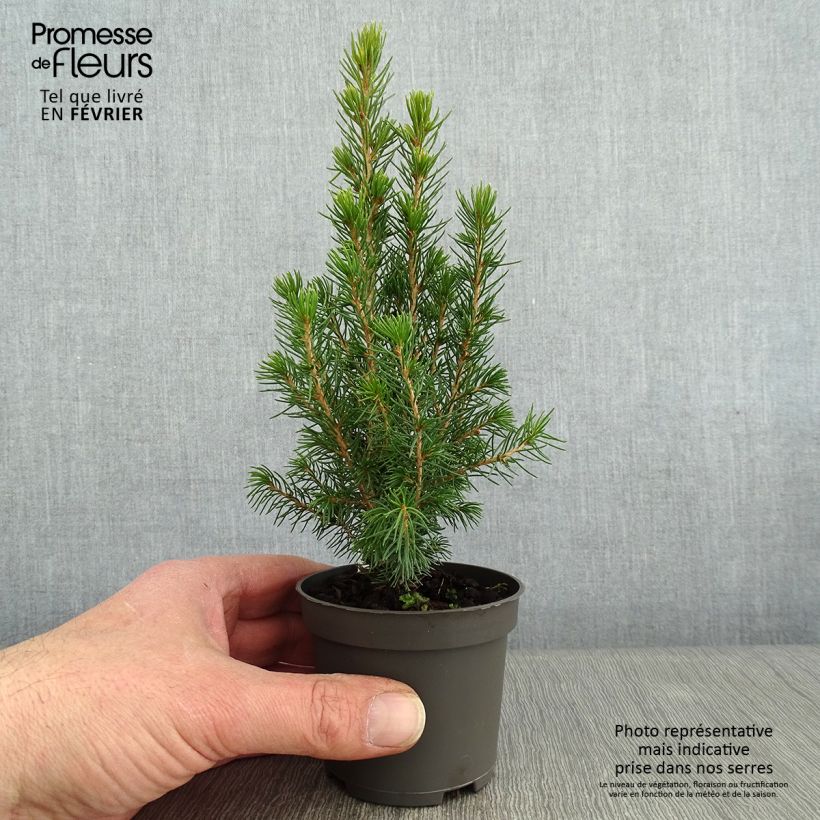 Spécimen de Epinette blanche - Picea glauca Daisy's White tel que livré en hiver