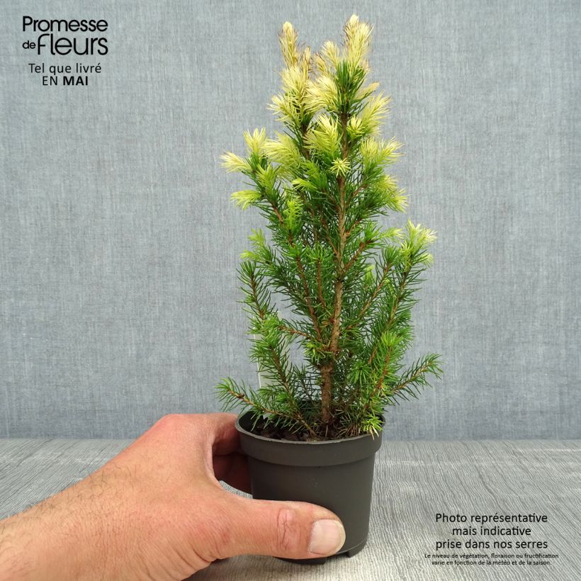 Spécimen de Epinette blanche - Picea glauca Daisy's White en godet de 9cm tel que livré au printemps