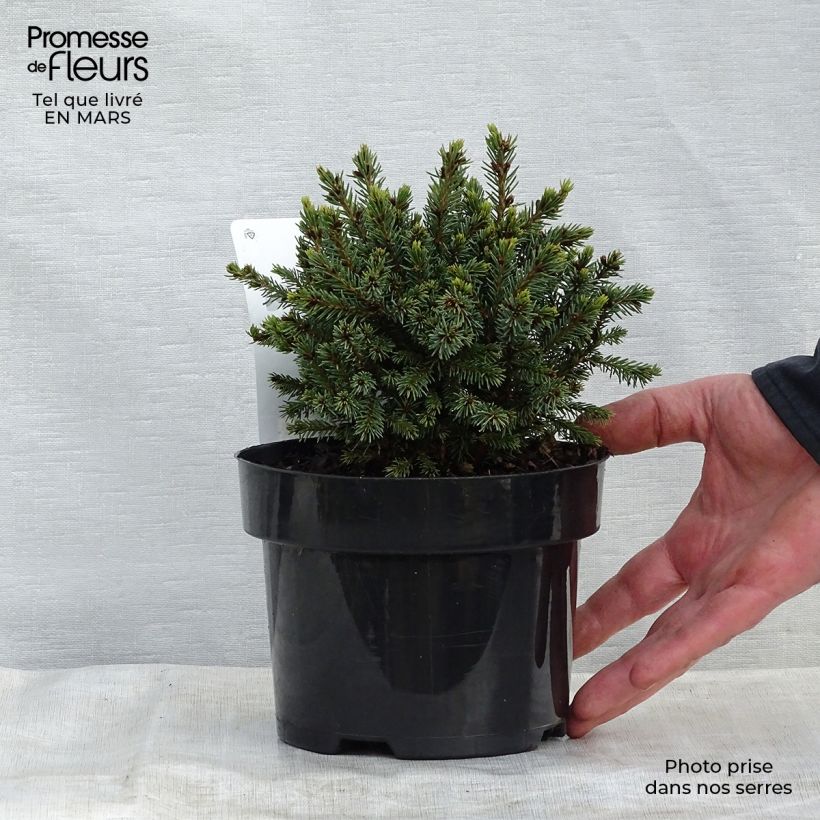 Spécimen de Epinette blanche - Picea glauca Echiniformis                       tel que livré au printemps