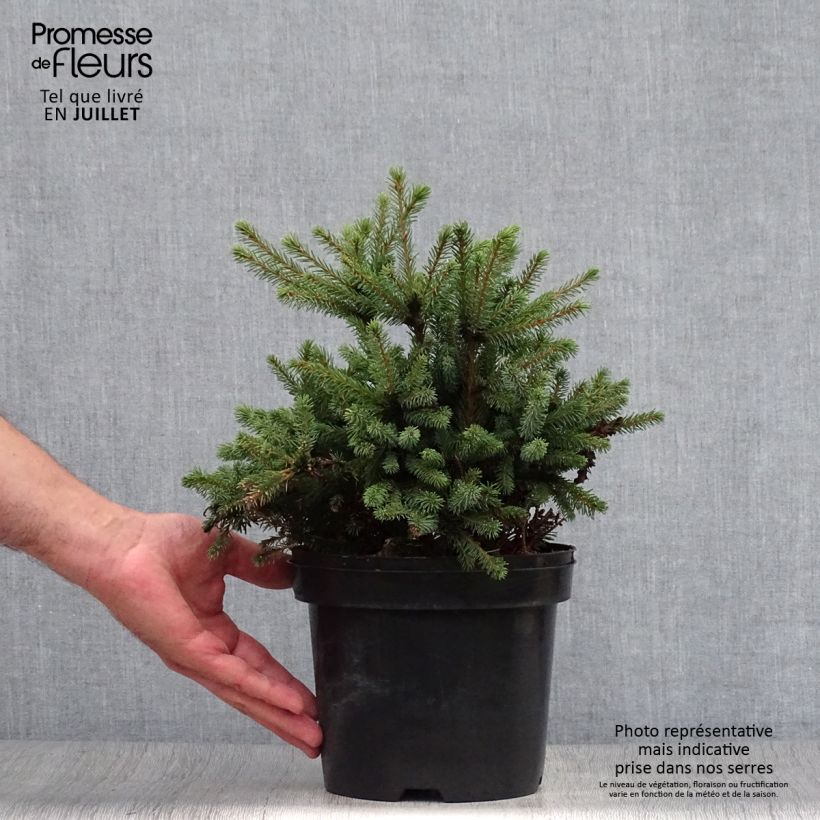 Example of Epinette blanche - Picea glauca Echiniformis                       as you get in ete