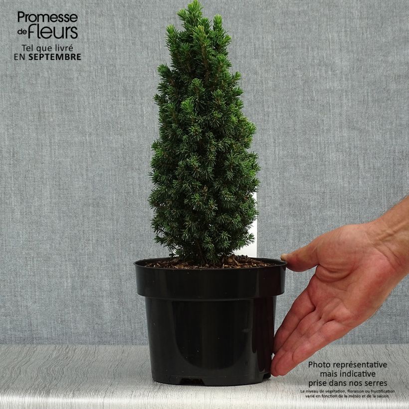 Spécimen de Epinette blanche - Picea glauca Piccolo Pot de 2L/3L tel que livré en automne