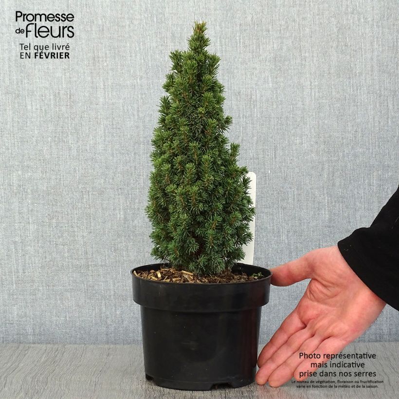 Spécimen de Epinette blanche - Picea glauca Piccolo tel que livré en hiver