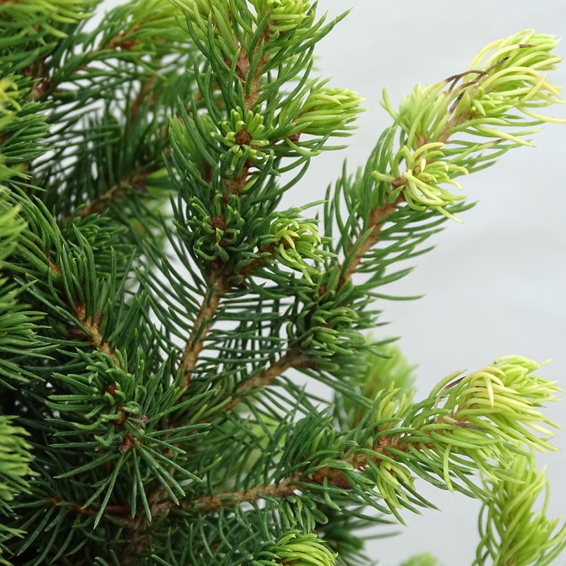 Epinette blanche - Picea glauca Rainbow's End          (Feuillage)