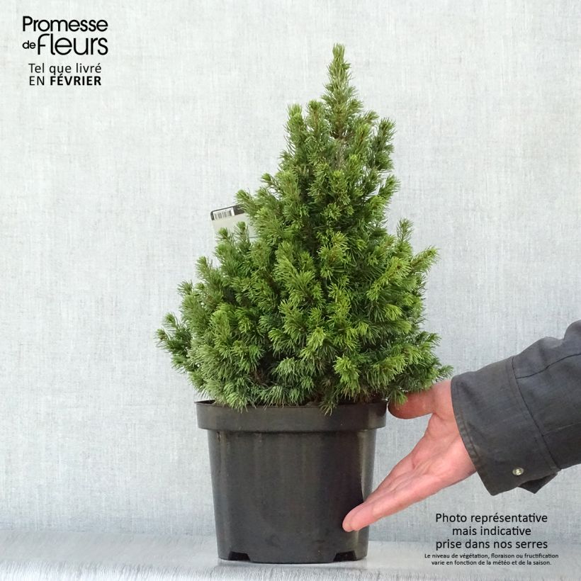Spécimen de Epinette blanche - Picea glauca Rainbow's End          tel que livré en hiver