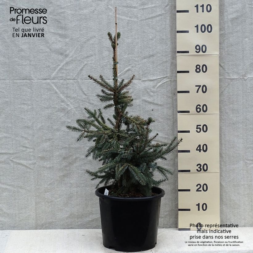 Spécimen de Epinette noire - Picea mariana Aurea  tel que livré en hiver