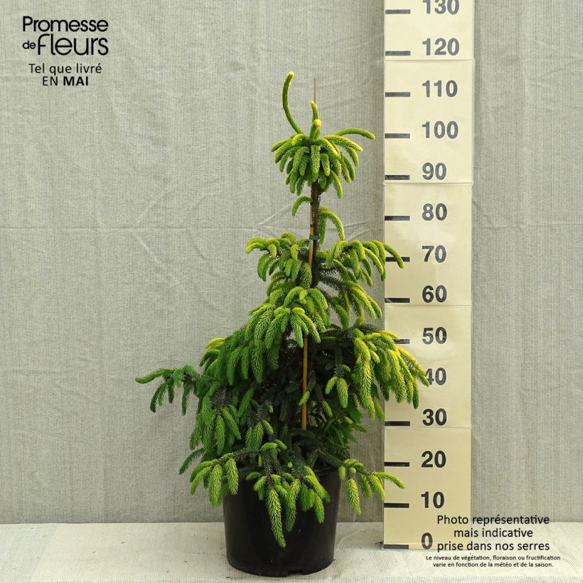 Spécimen de Epinette noire - Picea mariana Aurea  Pot de 12L/15L tel que livré au printemps