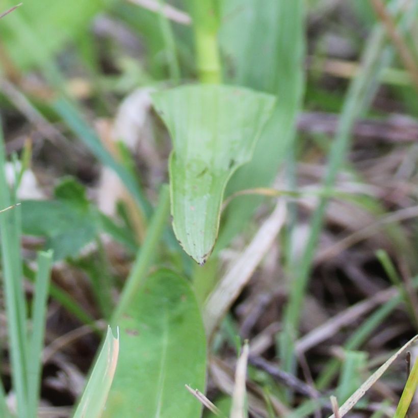 Epipactis palustris, Orchidée des marais  (Feuillage)