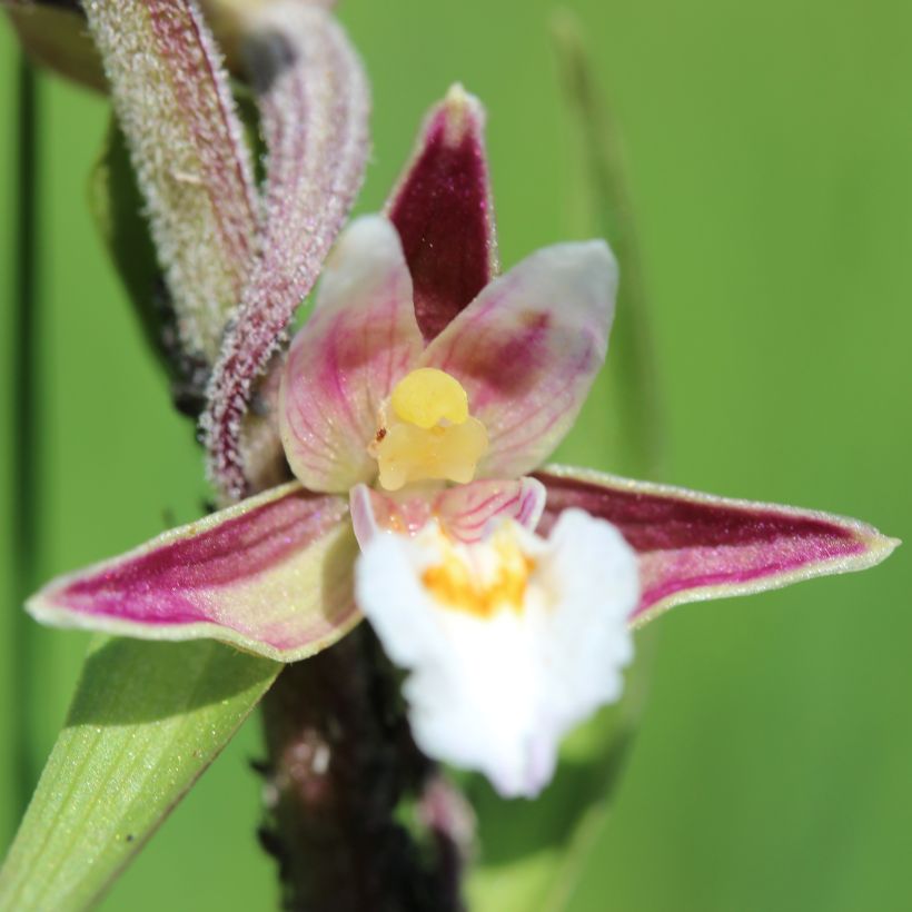 Epipactis palustris, Orchidée des marais  (Floraison)