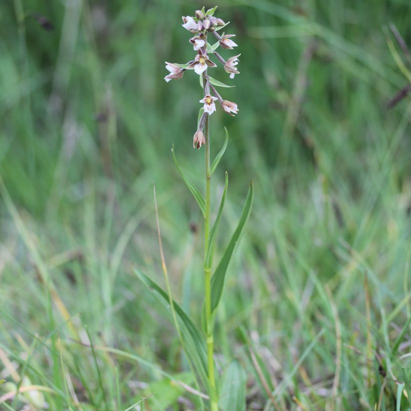 Epipactis palustris, Orchidée des marais  (Port)