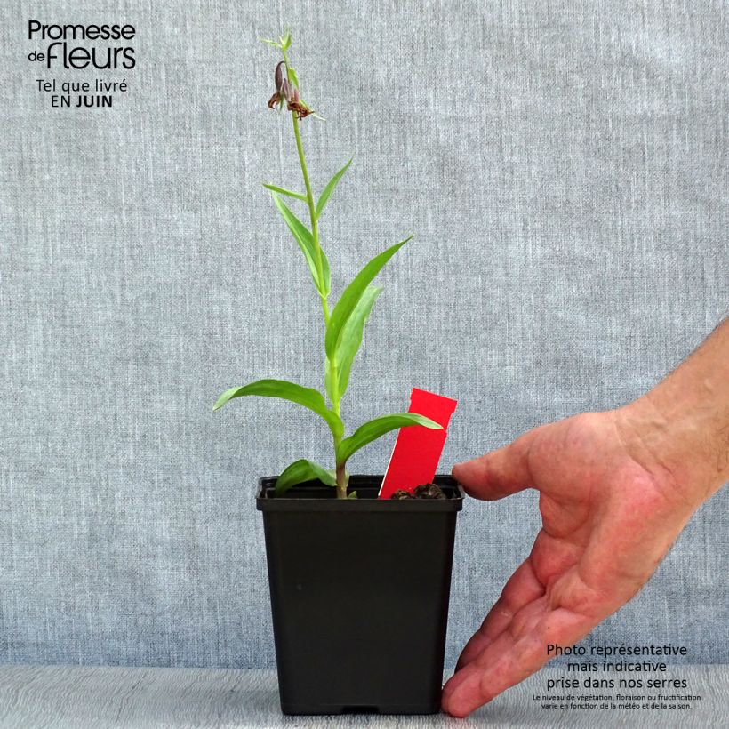 Spécimen de Epipactis palustris, Orchidée des marais  Pot de 1L/1,5L tel que livré en été