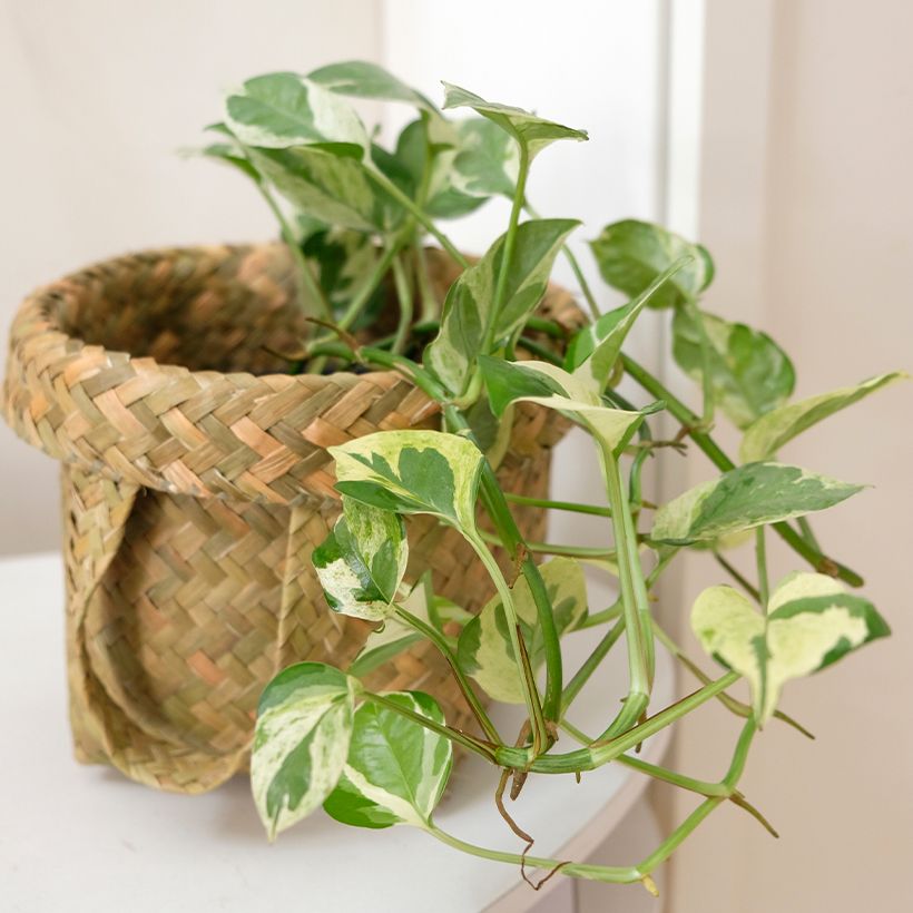Epipremnum N'joy - Pothos (Port)