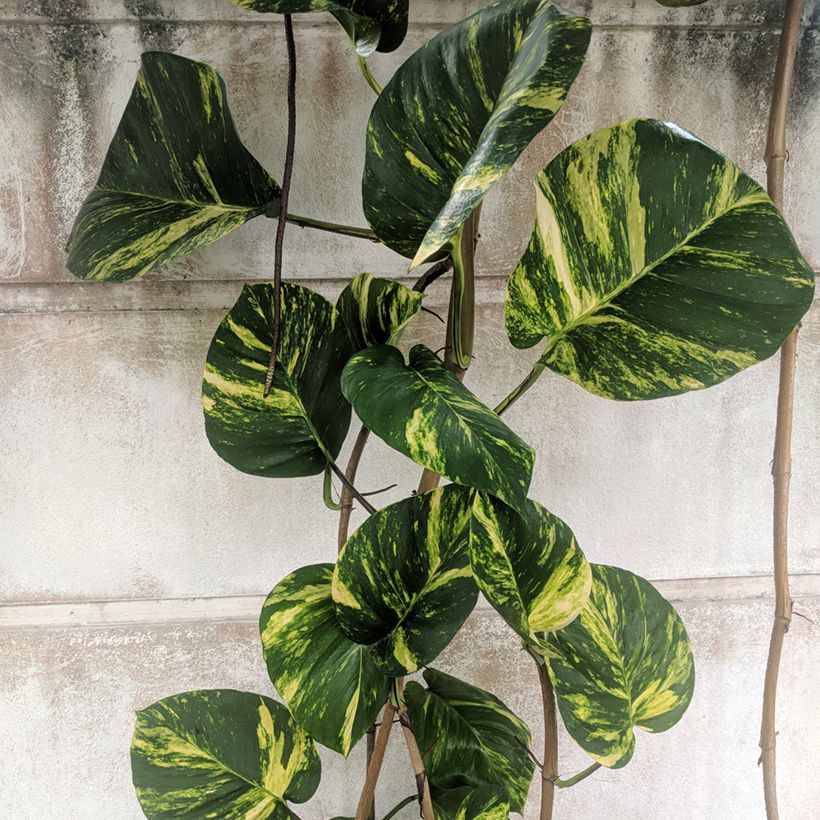 Epipremnum aureum - Pothos (Feuillage)