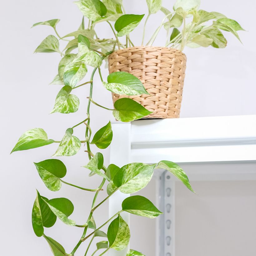 Epipremnum aureum Marble Queen - Pothos (Port)