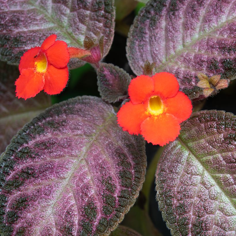 Episcia Malayan Gem (Floraison)