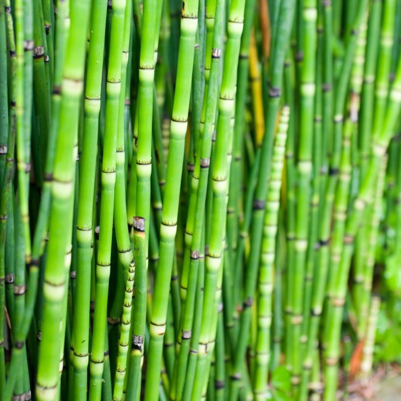 Equisetum camtschatcense, Prèle (Feuillage)