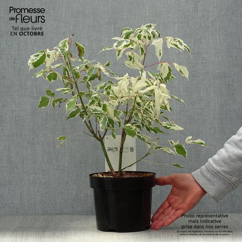 Spécimen de Acer negundo Flamingo - Érable à feuille de frêne Pot de 3L/4L tel que livré en automne