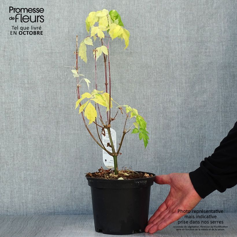 Spécimen de Érable à feuille de frêne doré - Acer negundo Kelly's Gold Pot de 3L/4L tel que livré en automne