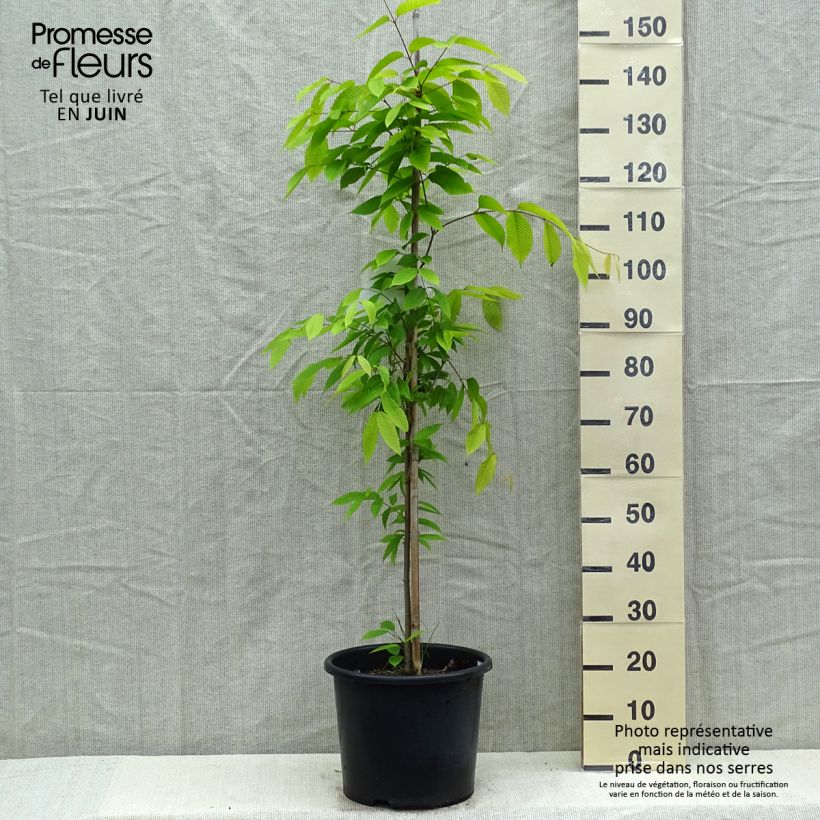 Spécimen de Erable à feuilles de charme - Acer carpinifolium Pot de 12L/15L tel que livré au printemps