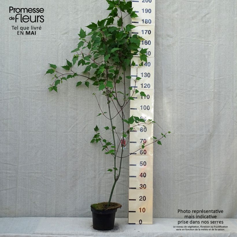 Spécimen de Erable à peau de serpent - Acer capillipes Pot de 4L/5L tel que livré au printemps