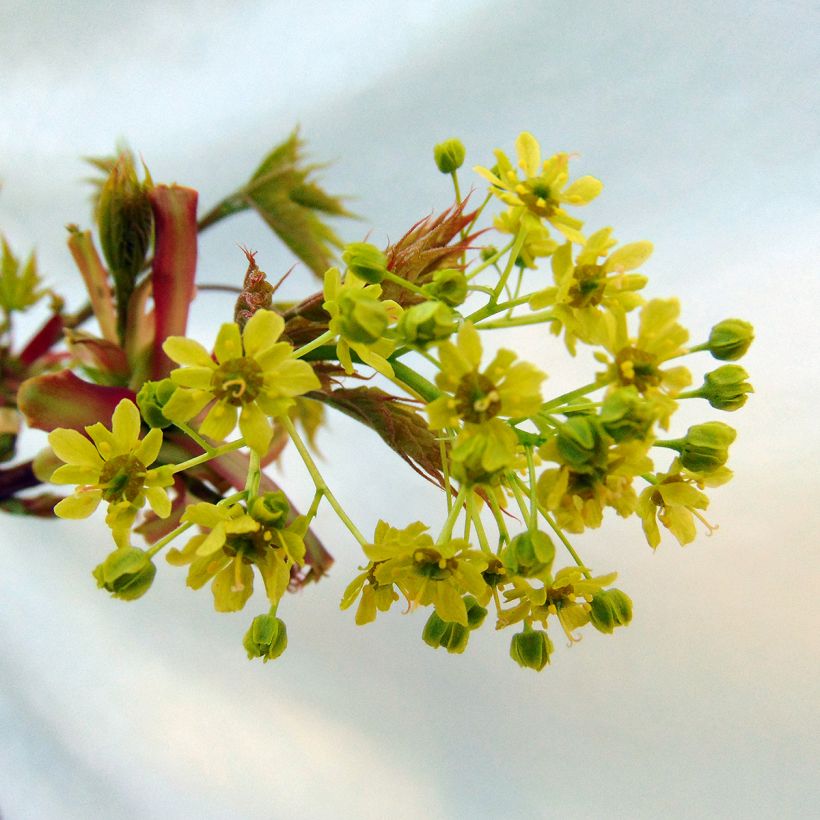 Erable boule - Acer platanoides Globosum (Floraison)