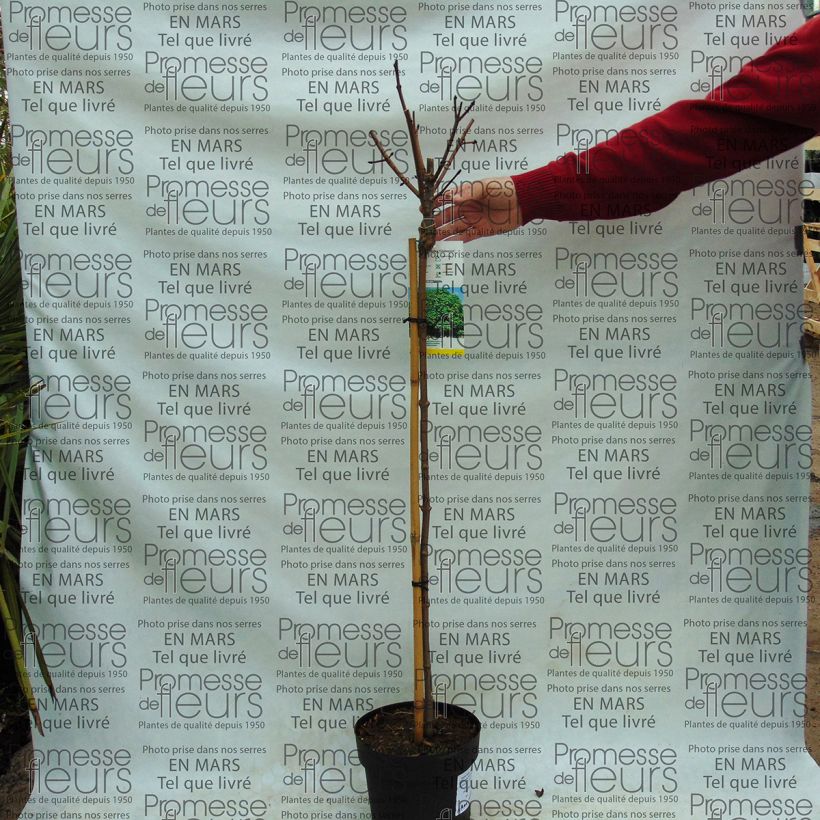 Exemple de spécimen de Erable boule - Acer platanoides Globosum en pot de 3/4L tel que livré