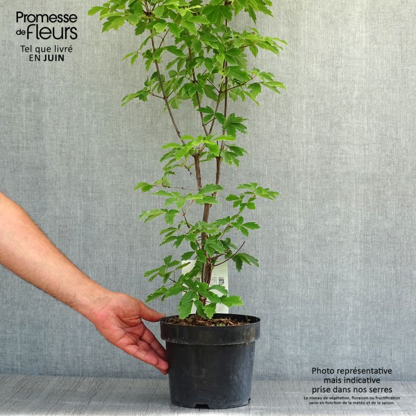 Spécimen de Érable cannelle - Acer griseum Pot de 3L/4L tel que livré en été