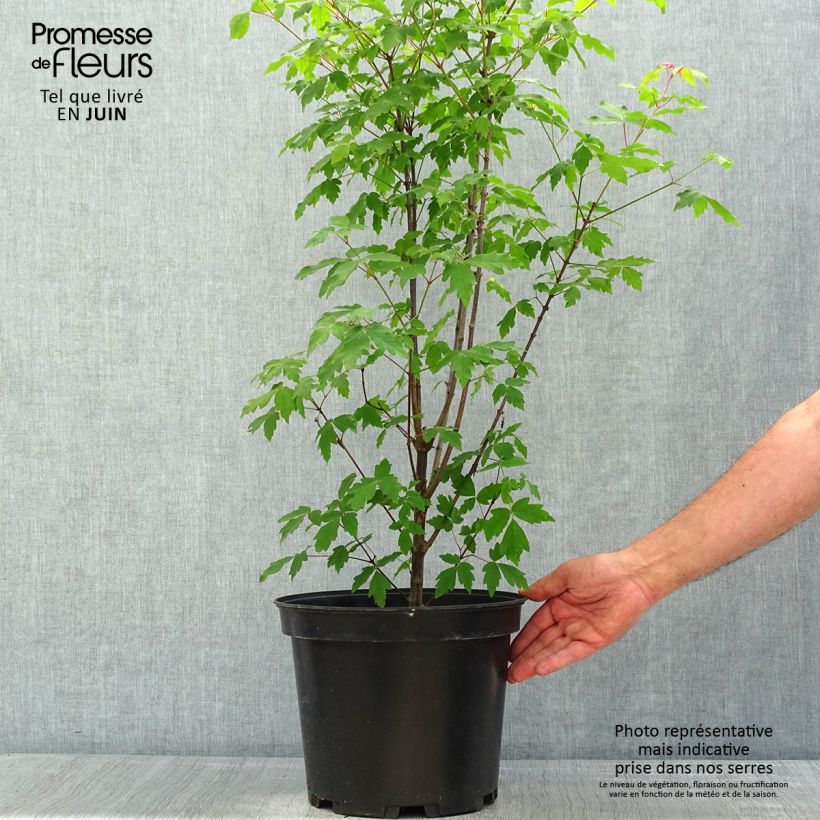 Spécimen de Érable cannelle - Acer griseum pot de 7.5L/10L tel que livré au printemps