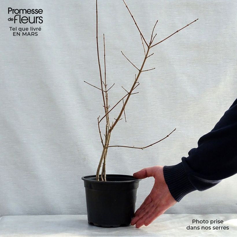 Spécimen de Erable champêtre - Acer campestre 60/80cm en pot de 2L tel que livré au printemps