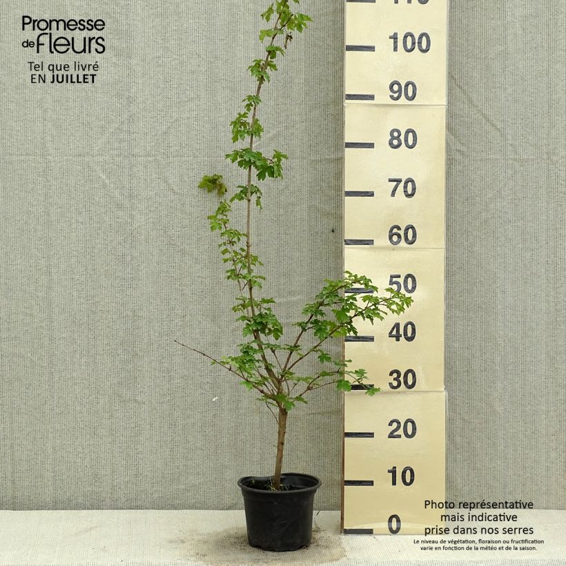 Spécimen de Erable champêtre - Acer campestre Pot de 2L/3L tel que livré en été