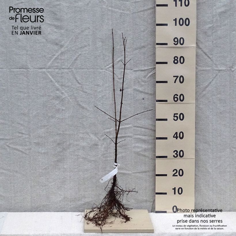 Spécimen de Erable champêtre - Acer campestre tel que livré en hiver