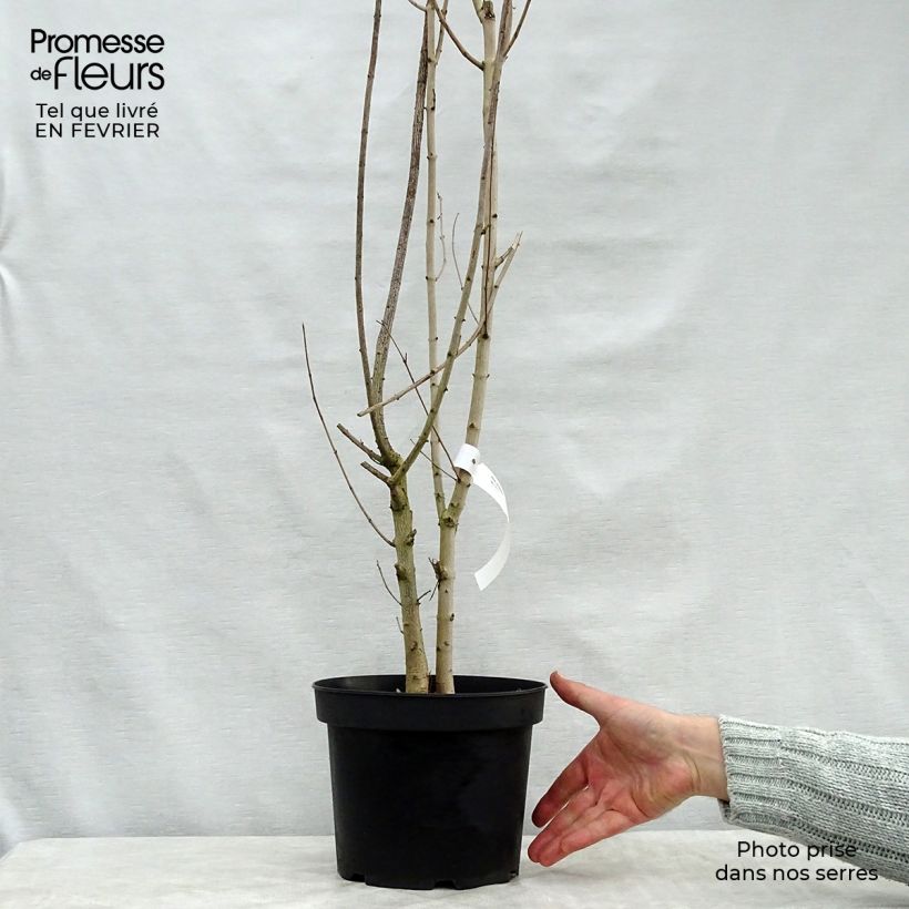 Spécimen de Erable champêtre - Acer campestre Pot de 4L/5L tel que livré en hiver