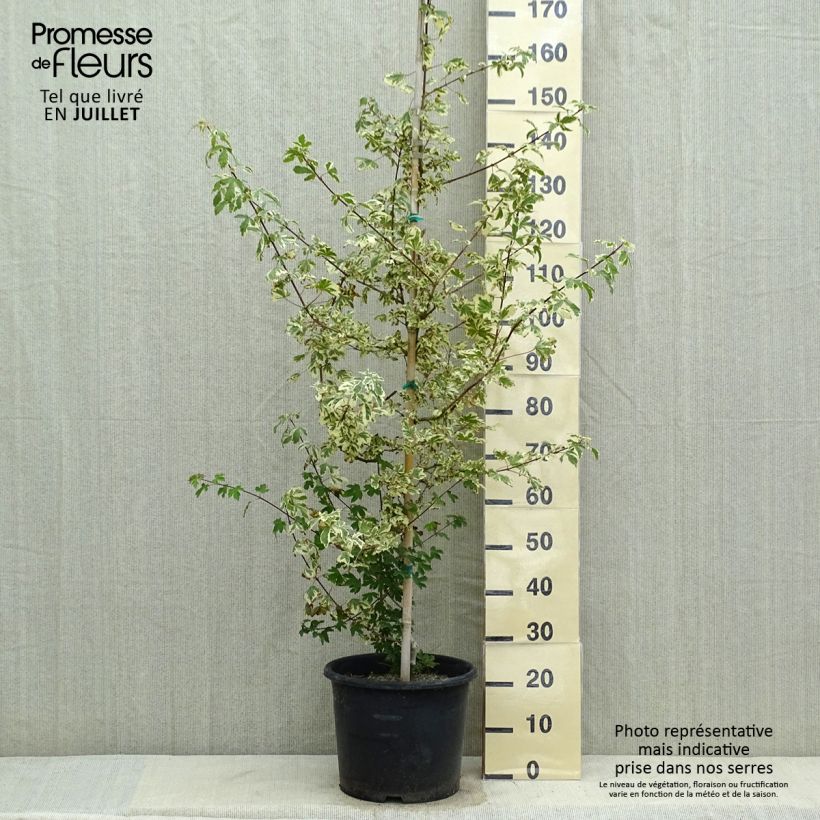 Spécimen de Erable champêtre - Acer campestre Carnival Pot de 12L/15L, Baliveau tel que livré en été