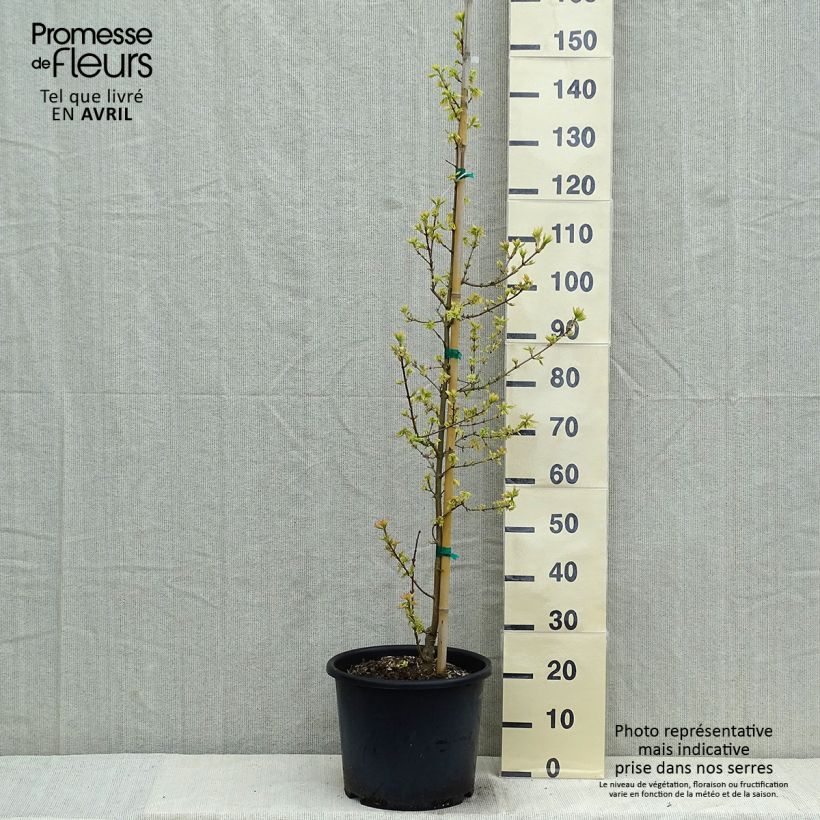 Spécimen de Erable champêtre - Acer campestre Carnival Pot de 12L/15L tel que livré au printemps